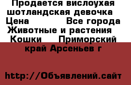 Продается вислоухая шотландская девочка › Цена ­ 8 500 - Все города Животные и растения » Кошки   . Приморский край,Арсеньев г.